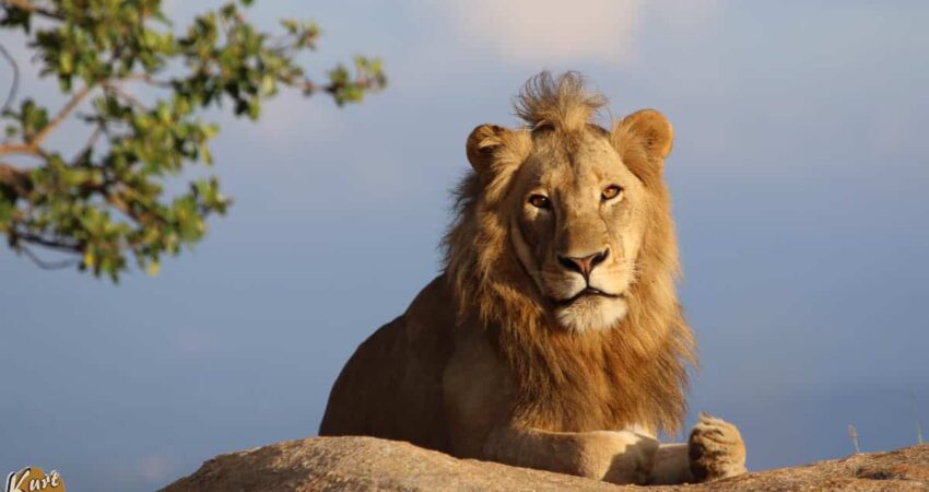 The Man Who Keeps Kruger's Lions in Check